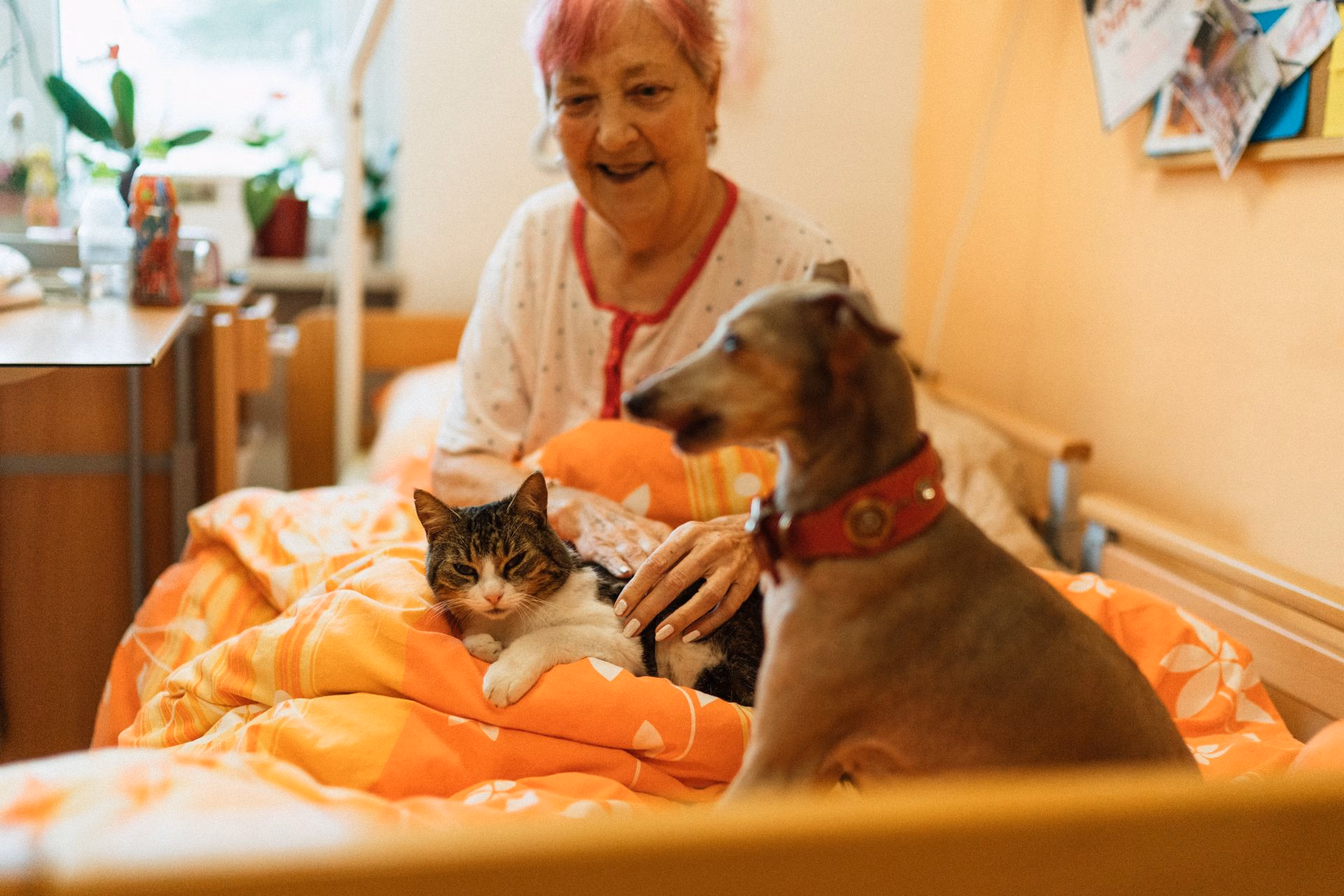 Elderly woman sitting in bed with a cat on her lap and a dog wearing a red collar nearby.